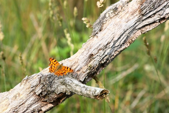 AMBIENTAZIONE FARFALLE PARCO DEL TICINO